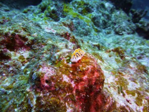 P1050017
