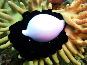 P1050067