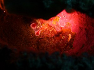 P1050113