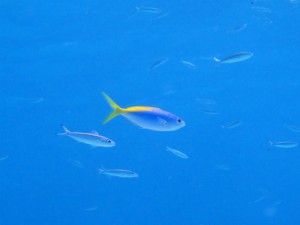 IMG_4924
