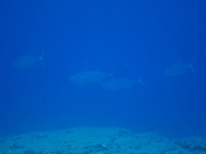 IMG_5019