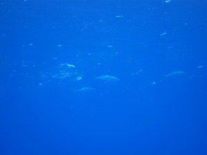 IMG_0063