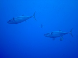 IMG_8682