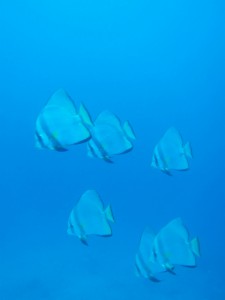 IMG_1387