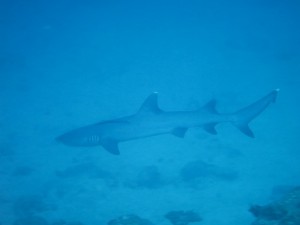 IMG_0277