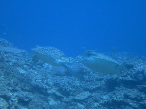 IMG_0438