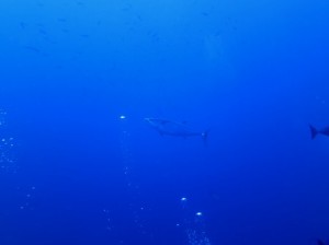 IMG_1095