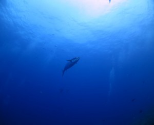 IMG_1099
