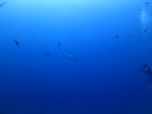 IMG_1107