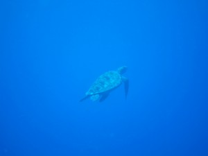 IMG_1970
