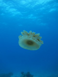 IMG_2325_R