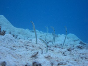 IMG_2329_R