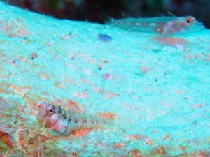 IMG_2581