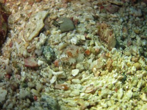 IMG_2593_R