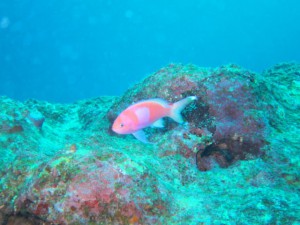 IMG_2609_R