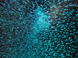 IMG_3480