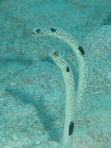 IMG_7394