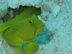 IMG_7474