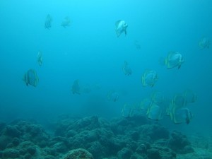 IMG_8734