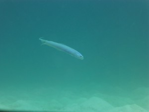 P1100797