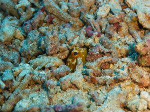 P1110374