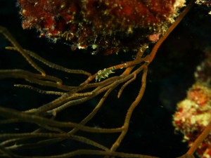 P1110404