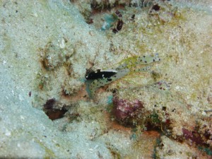 P1110416