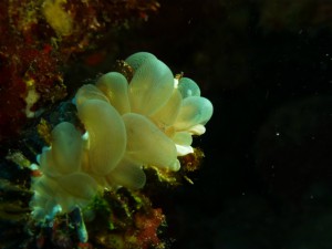 P1110546