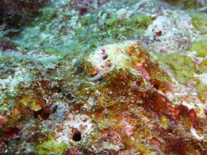 P1110547