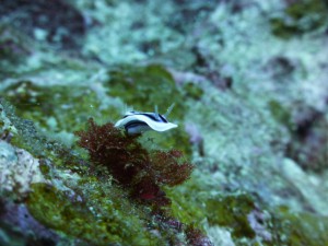 P1110550