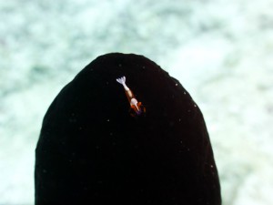 P1110677