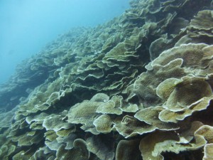 P1110679