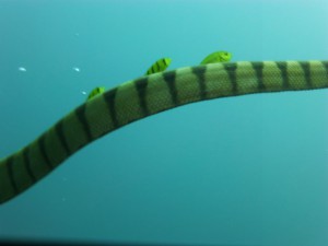 P1110707