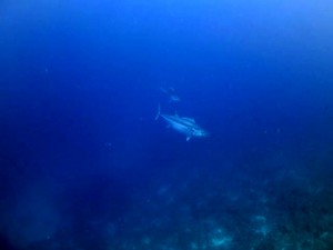 IMG_0586_R