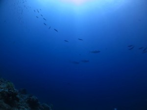 IMG_0590_R