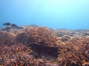 IMG_0605