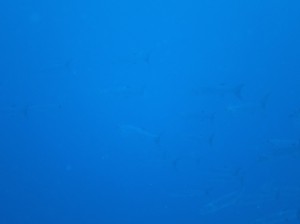 IMG_0640