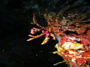 IMG_0645_R