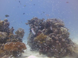 IMG_0661_R