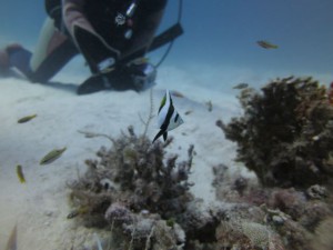 IMG_0662_R