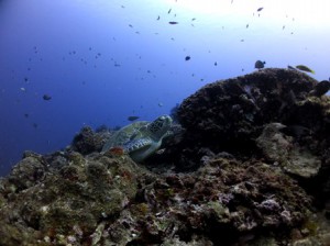 IMG_0678