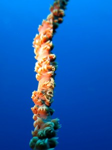 IMG_0737