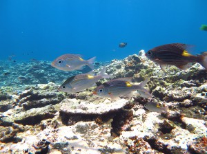 IMG_0799