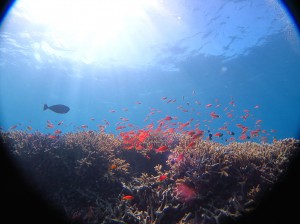 IMG_0991