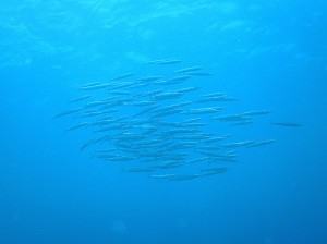 IMG_1110