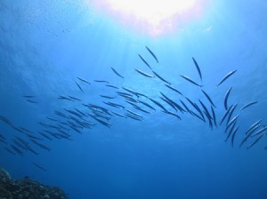 IMG_1177