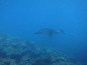 IMG_1185