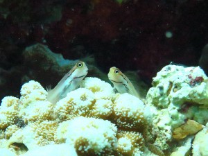 IMG_1233