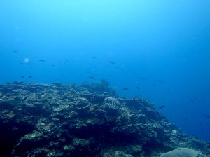 IMG_1499