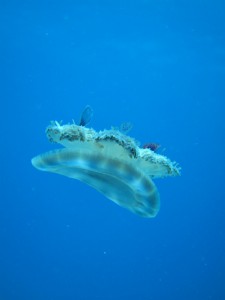 IMG_3554